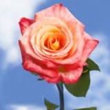 100 Chanson Roses