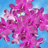 80 Maroon Dendrobium Orchid Flowers