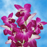 Skalaxy Orchids Purple and Cream