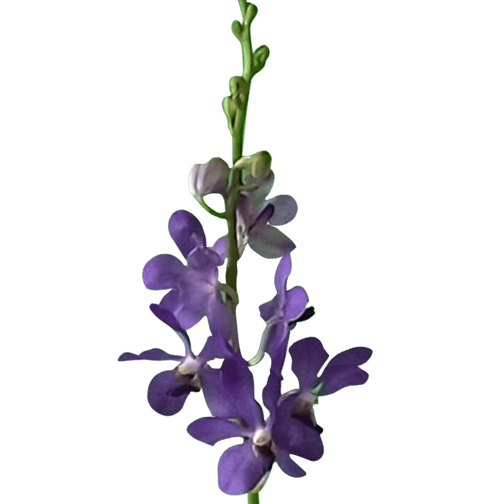 Blue Mokara Orchids Buying Orchids Online