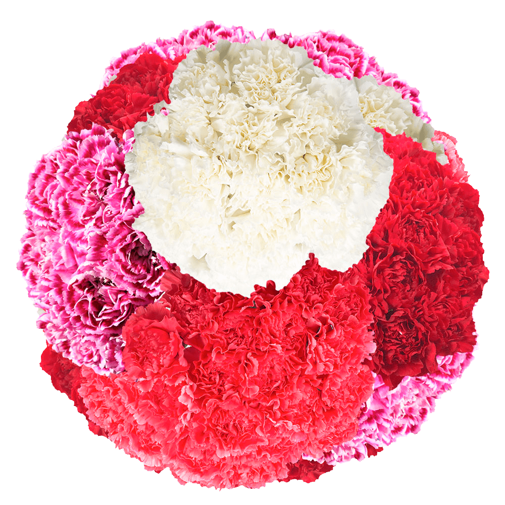Bulk Mother's Day Carnations