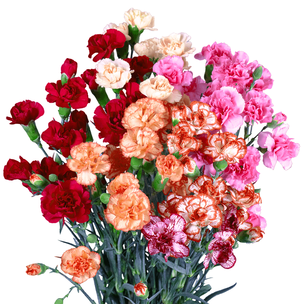 Cheap Novelty Mini Carnations