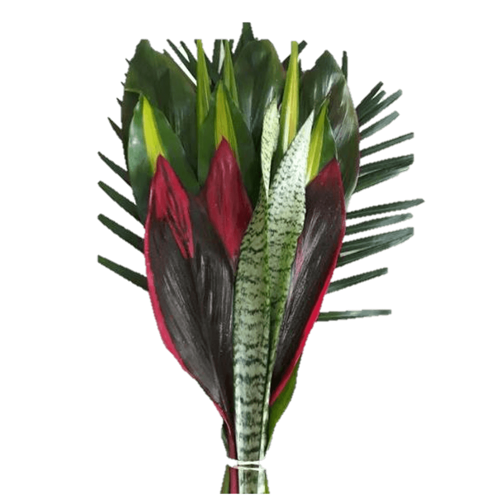 Foliage Bunch Reina 25 Bouquet - Fresh Tropical Foliage for Floral Designs
