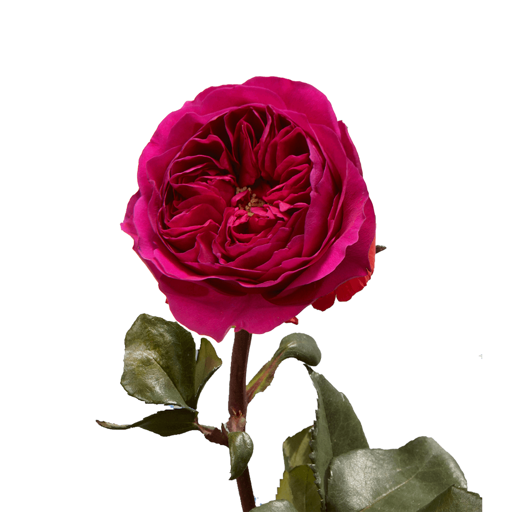 Fresh Red Raspberry Garden Roses Order Online