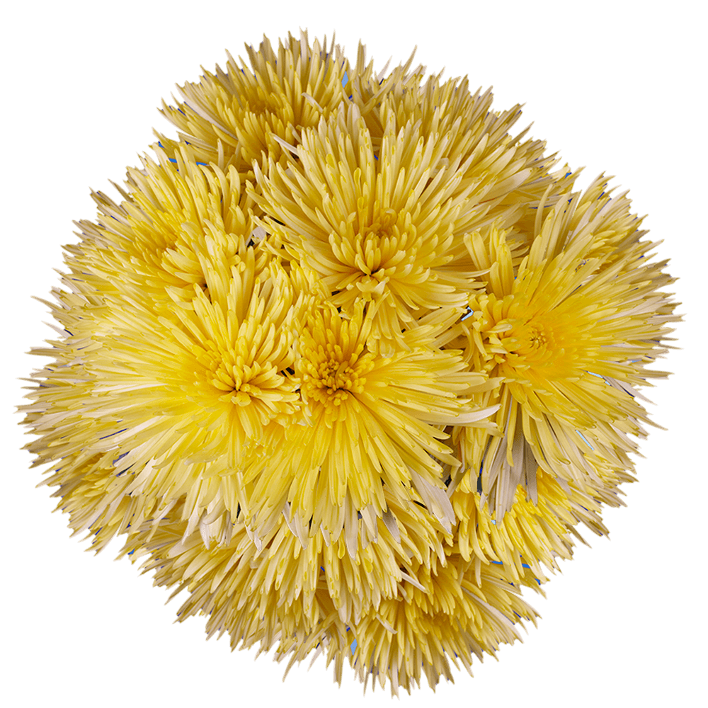 Fresh Yellow Fuji Spider Mums