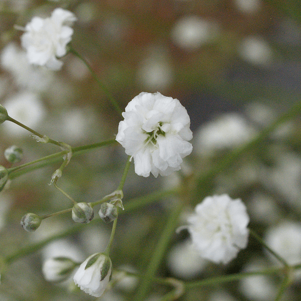 Ginga Petite Baby´s Breath Gypsophila Flower Fillers Online