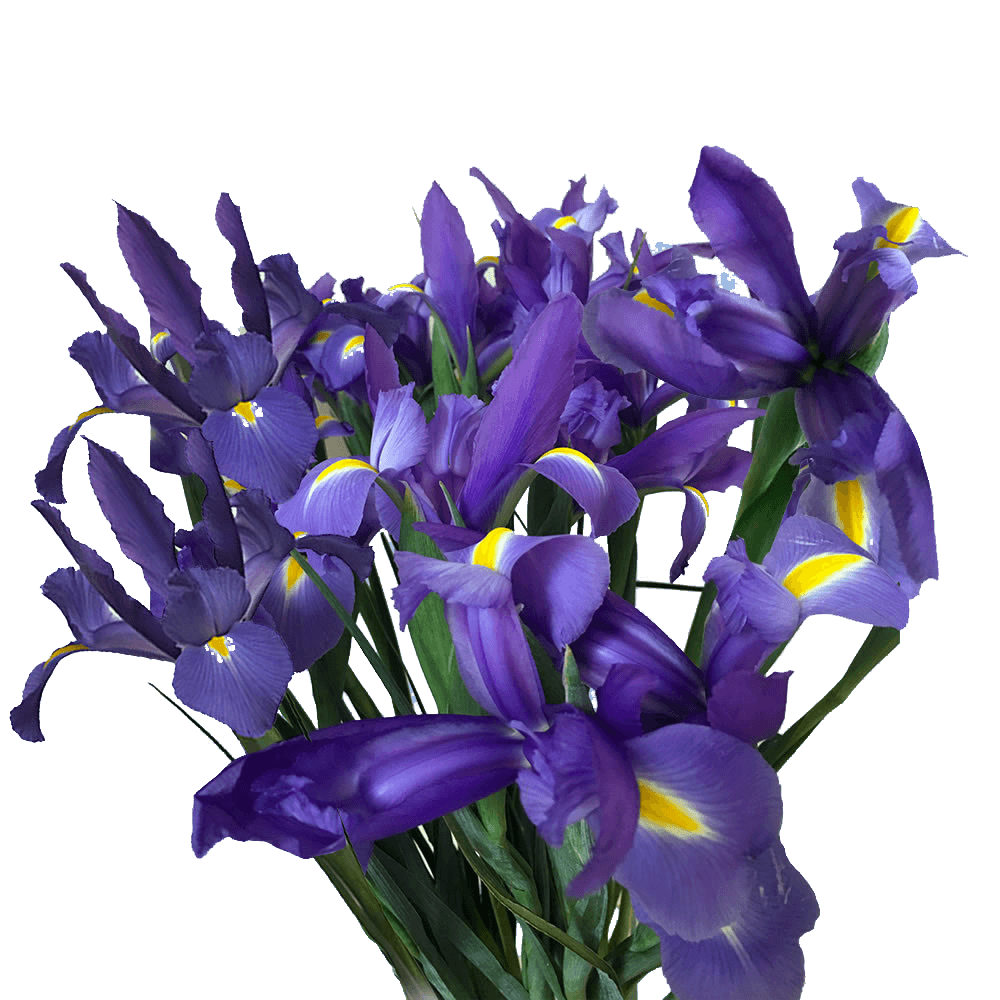 Online Flowers Bridal Blue Iris Flowers