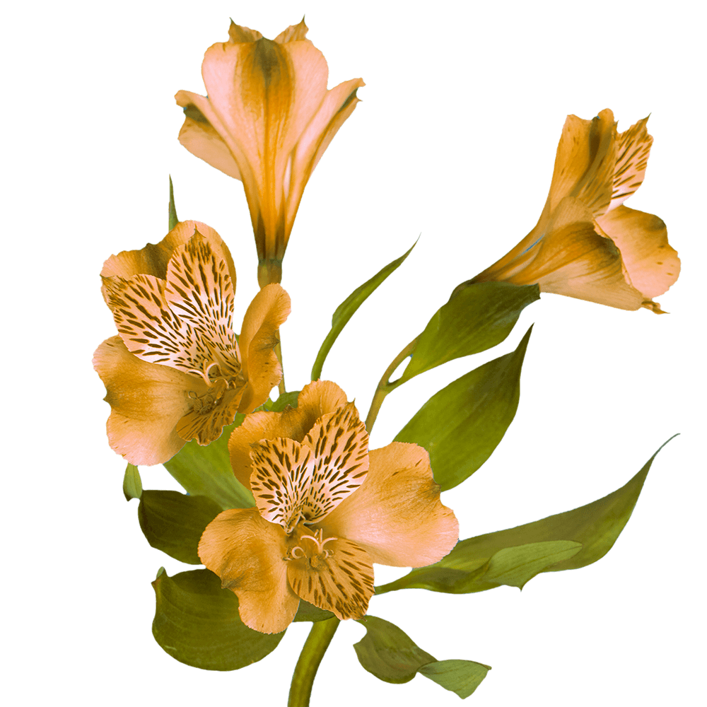 Orange Alstroemerias Peruvian Lilies Delivery