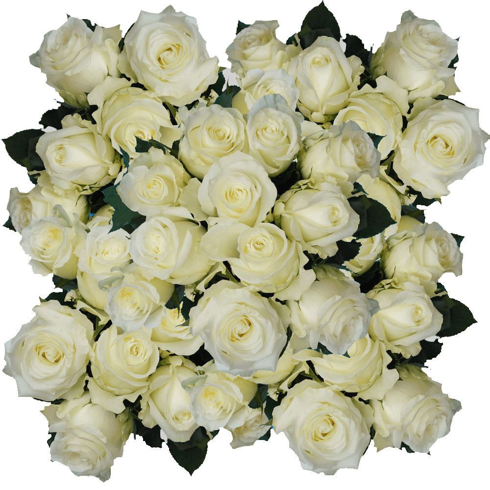 Order Alpe D'huez White Roses Online