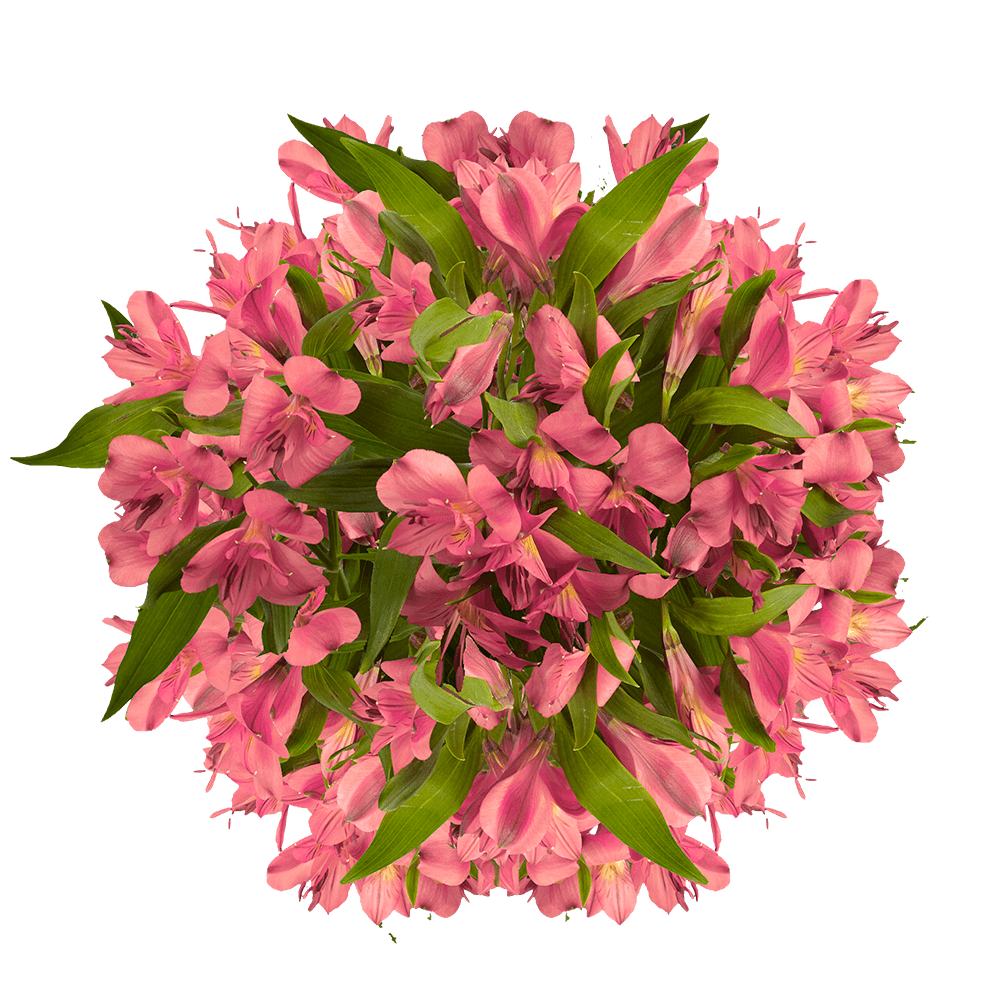 Pink Alstroemerias Order Online