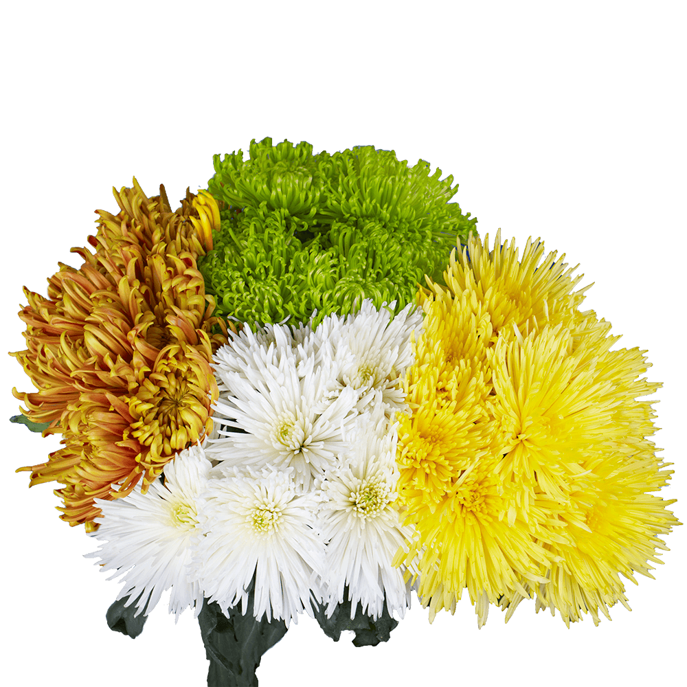 Premium Assorted Chrysanthemum Fuji Spider Mums