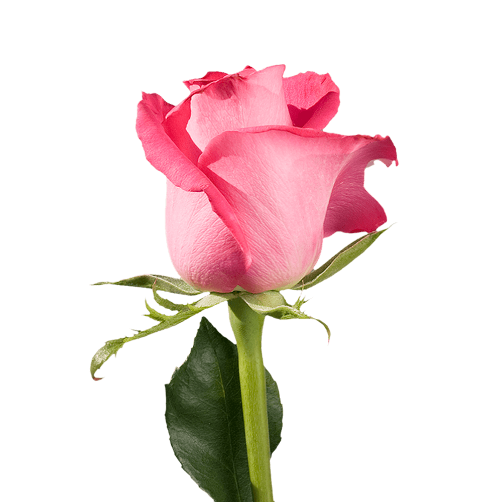 Single Roses for Dance Recital Gifts