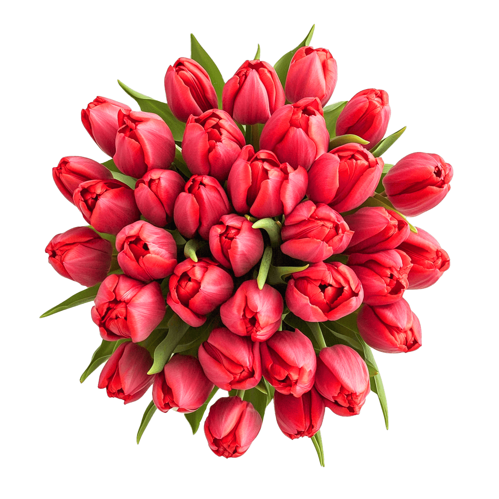 Wholesale Red Tulip Flowers